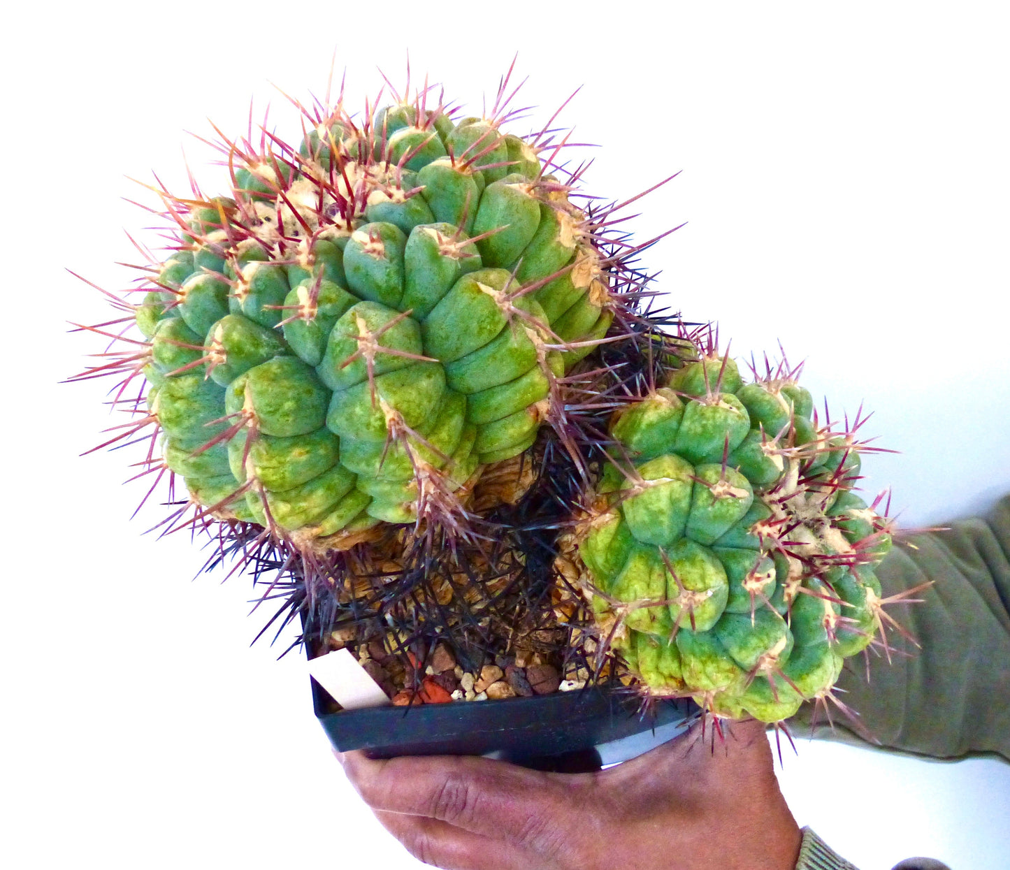 Thelocactus heterochromus var. bolansis succulent cactus with thick green stems and long reddish spines in pot