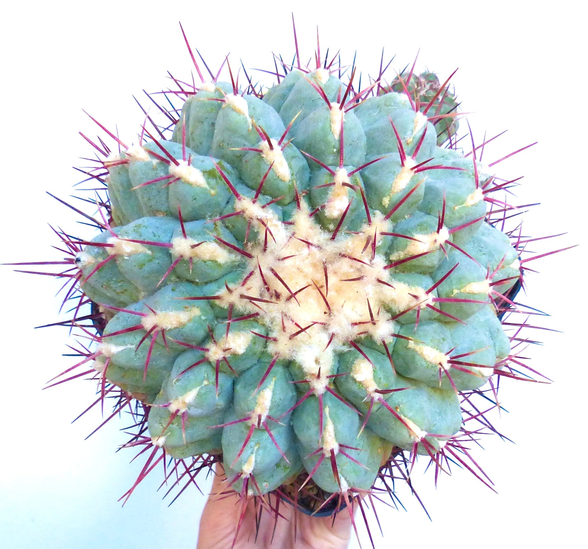 Thelocactus hexaedrophorus var. fossulatus rare succulent cactus with blue-green ribs and long reddish spines