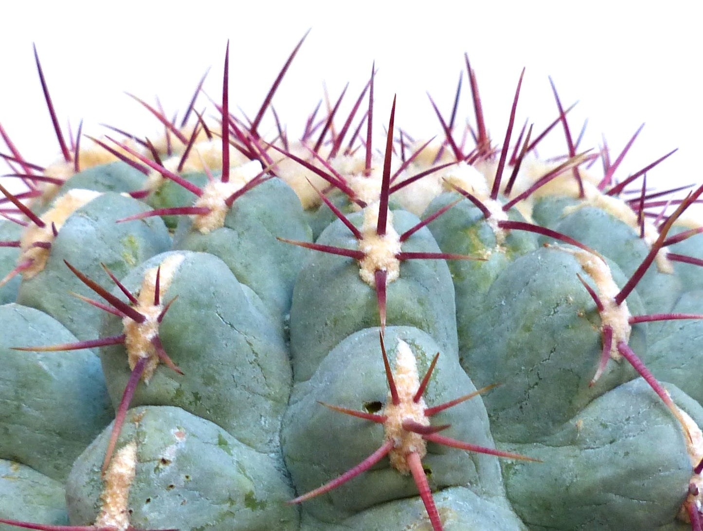 Thelocactus hexaedrophorus var. fossulatus succulent cactus with bluish-green ribs and long reddish spines close-up