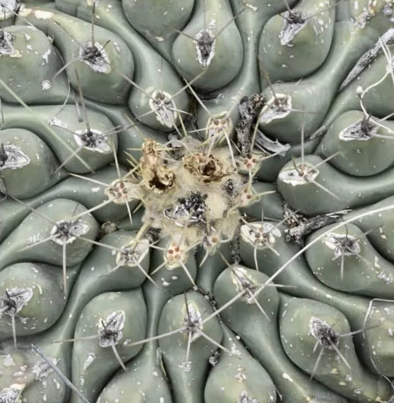 Thelocactus hintonii rare succulent cactus with thick tubercles and long spines close-up