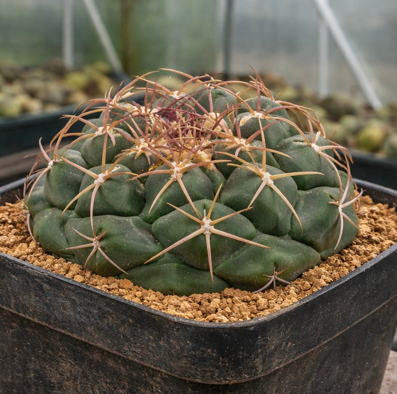 Thelocactus jarmilae succulent cactus with long curved spines in black nursery pot