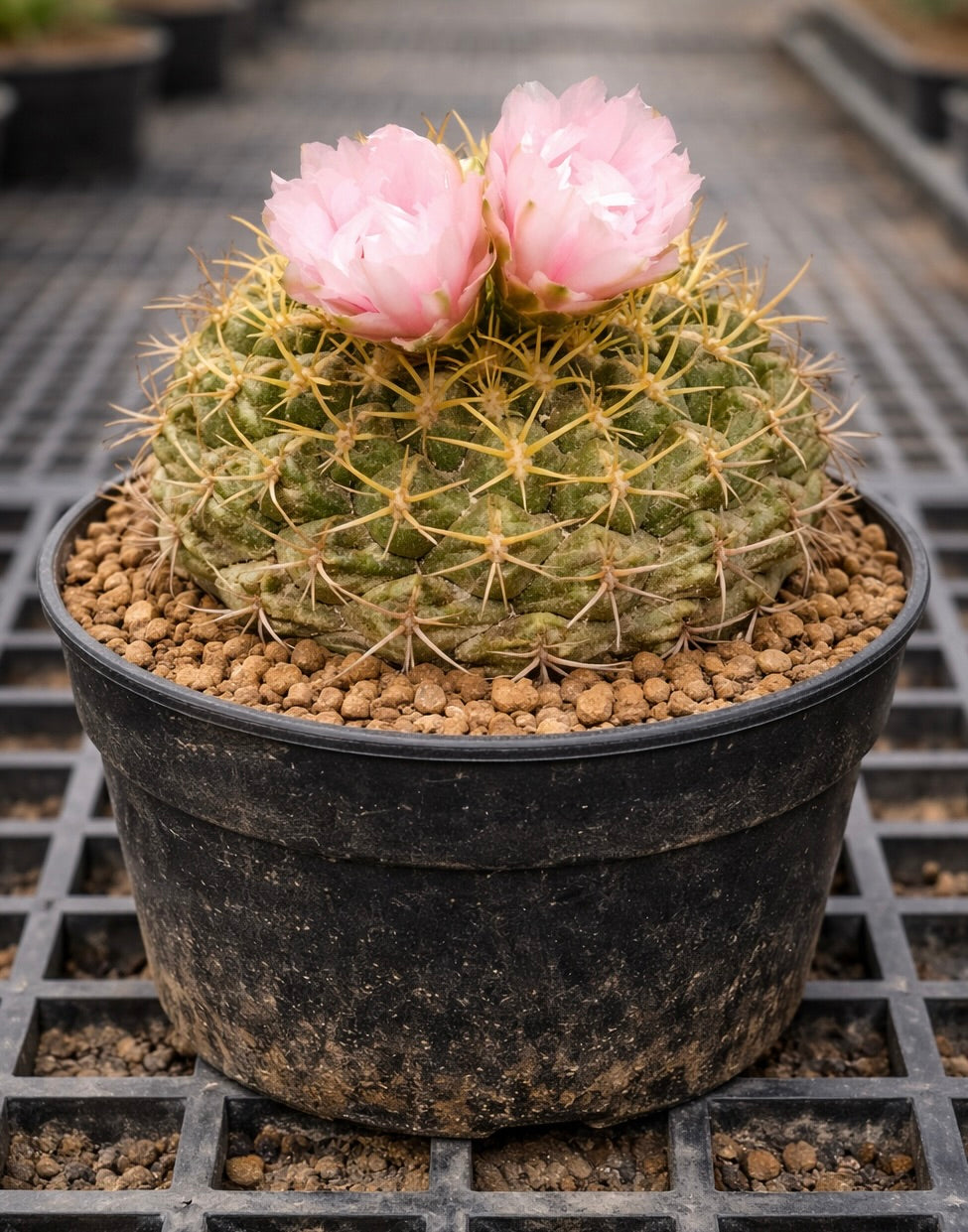 Il cactus Thelocactus kvetae con fiori rosa pallido in vaso nero da vivaio
