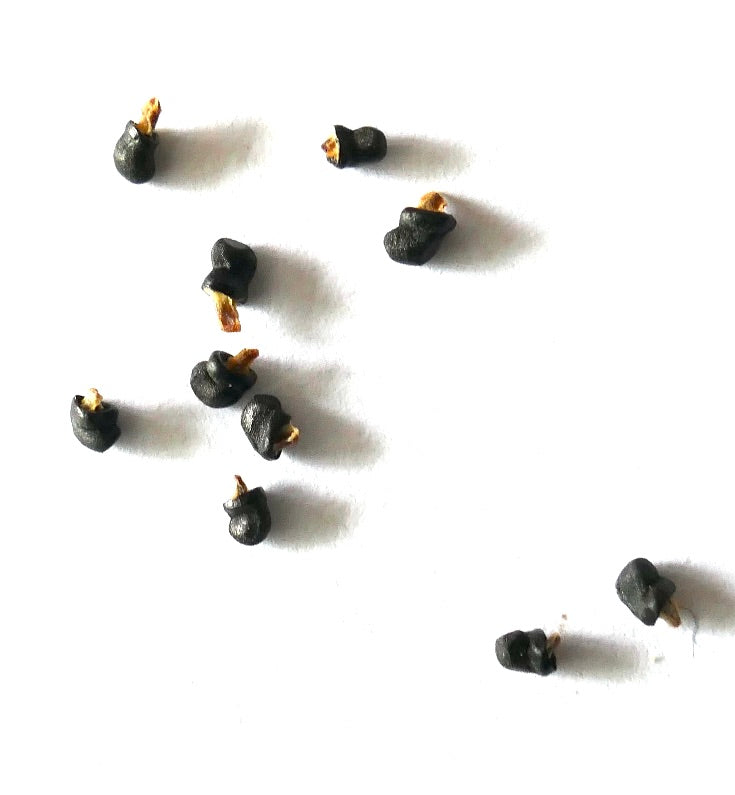 Thelocactus lophothele black cactus seeds on white background for planting