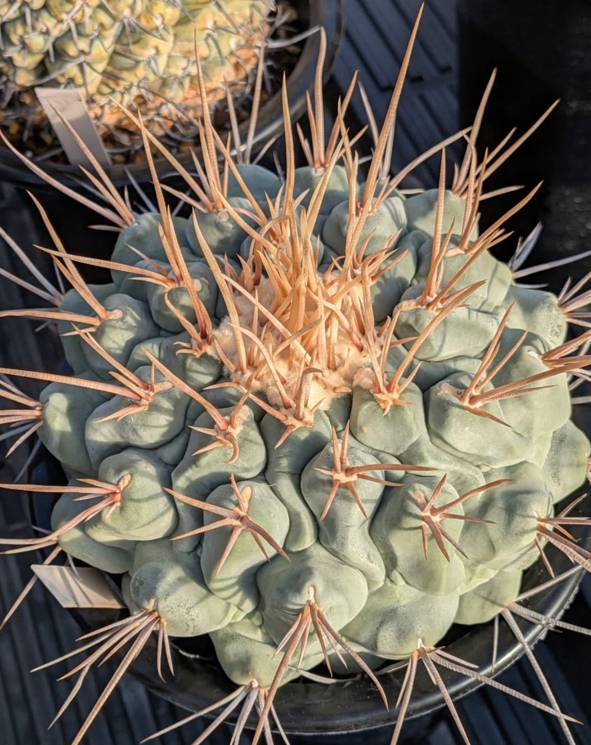 Thelocactus lophothele cactus succulento con corpo spesso grigio-verde e spine lunghe color nocciola in vaso
