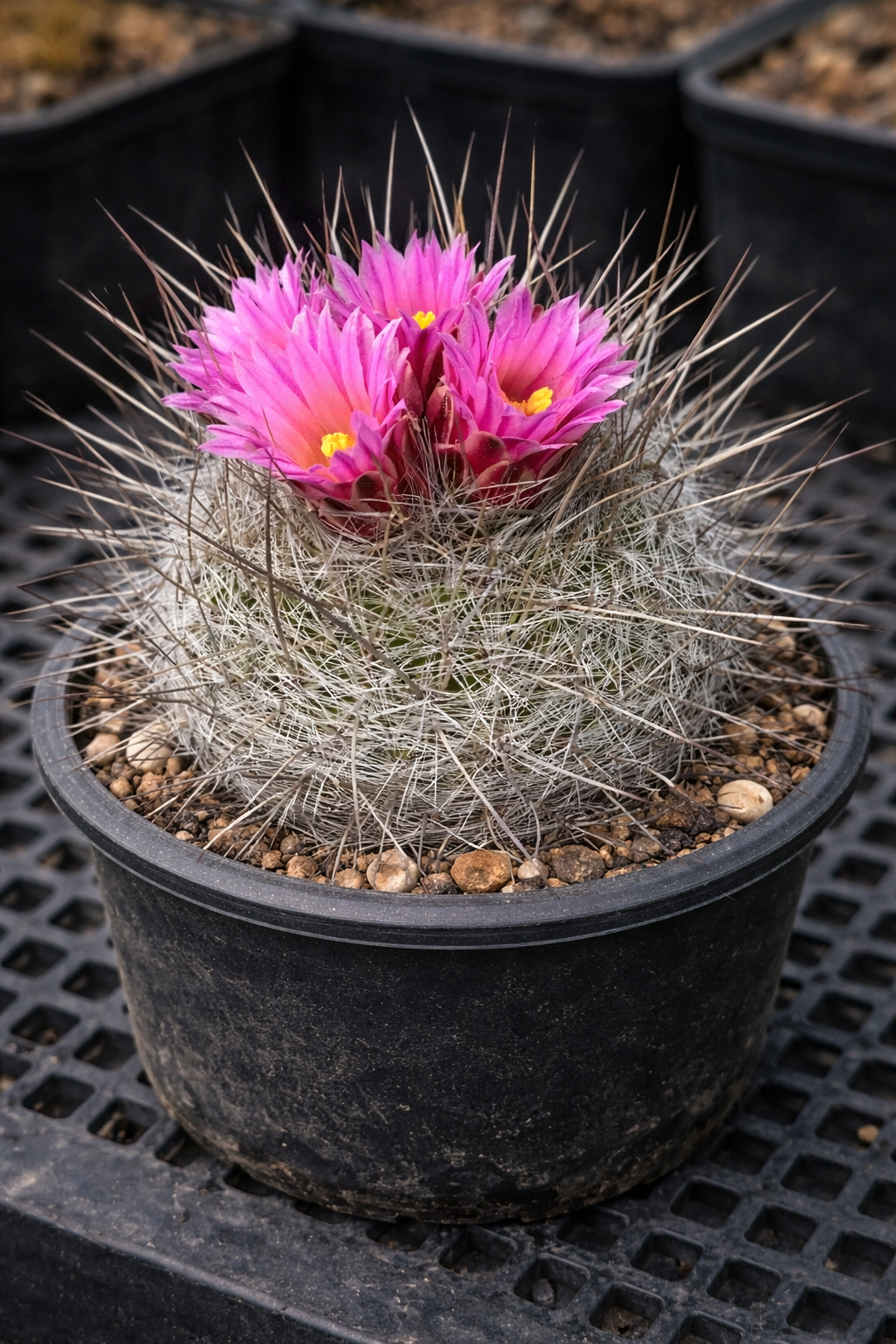 Thelocactus macdowellii cactus with spiny white hairs and vibrant pink flowers in black pot