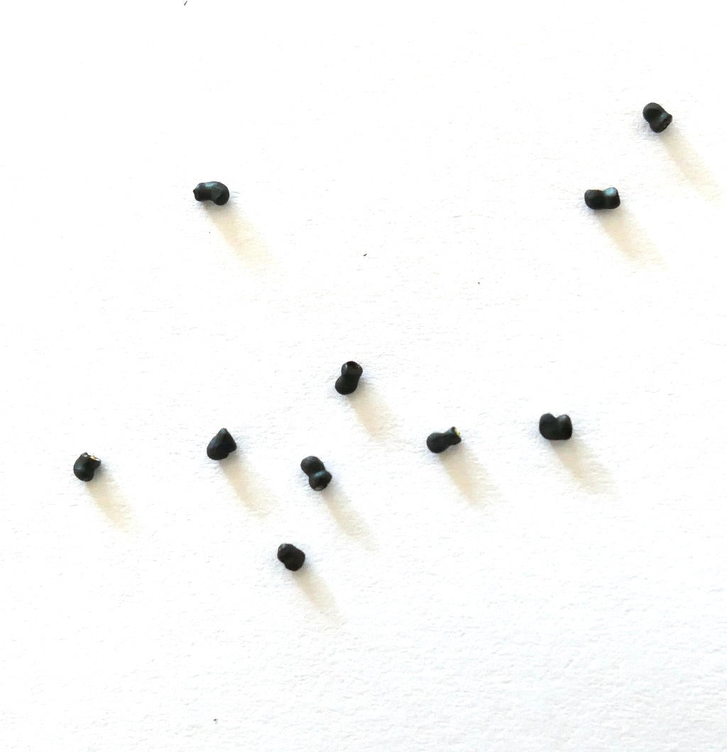 Thelocactus macdowellii black cactus seeds on white background for planting