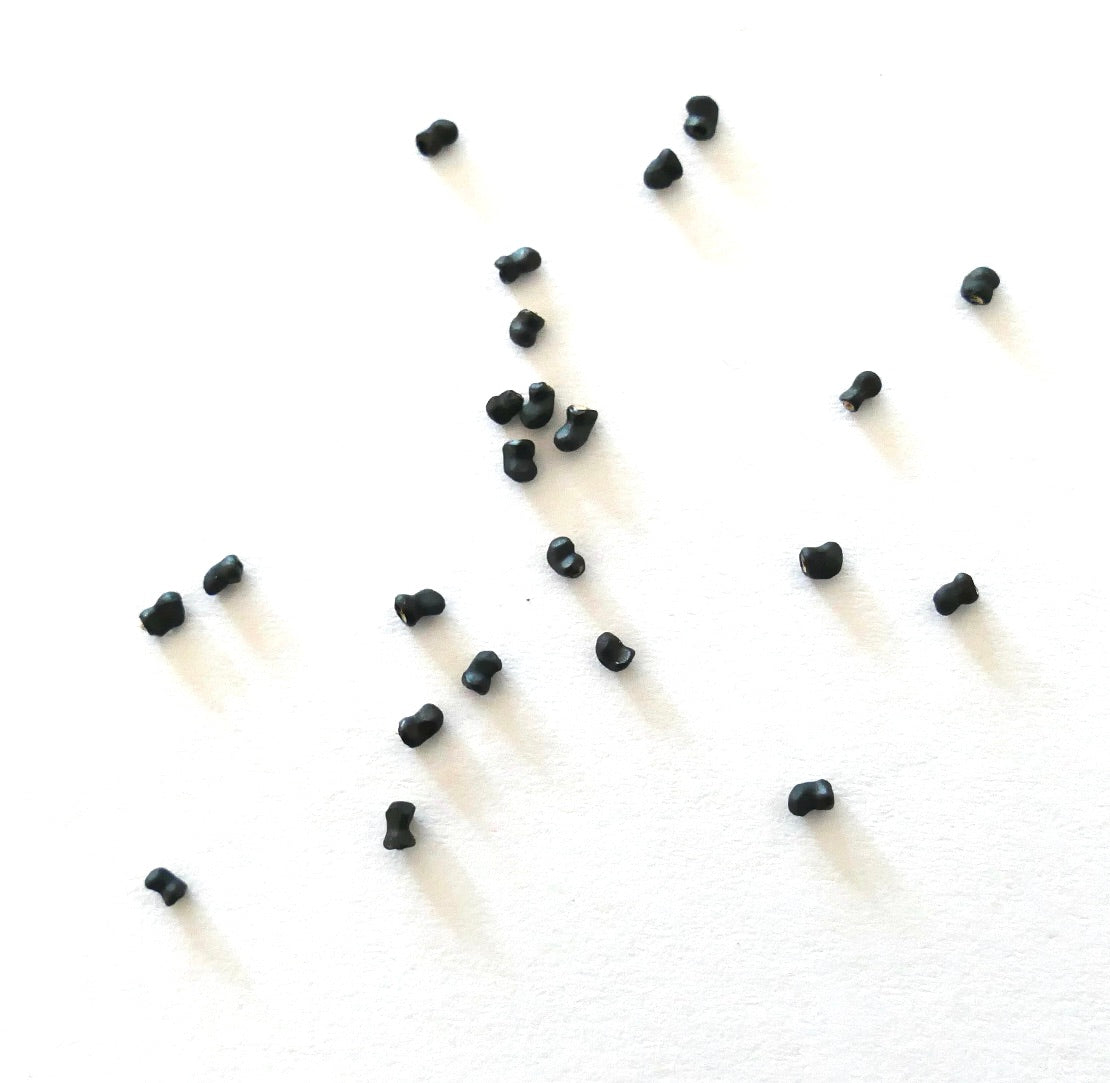 Thelocactus macdowellii small black cactus seeds scattered on white background