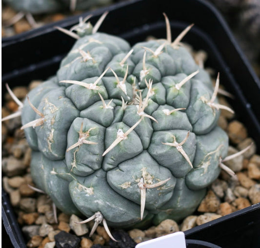 Thelocactus multicephalus cactus succulento con costolature spesse e lunghe spine bianche in vaso