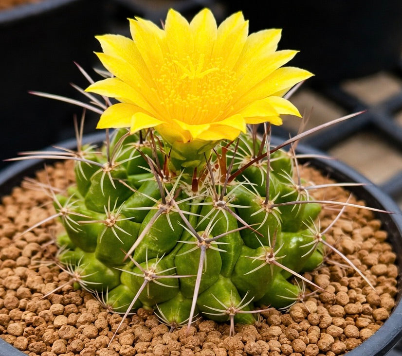 Thelocactus saussieri green cactus with long spines and bright yellow flower in pot