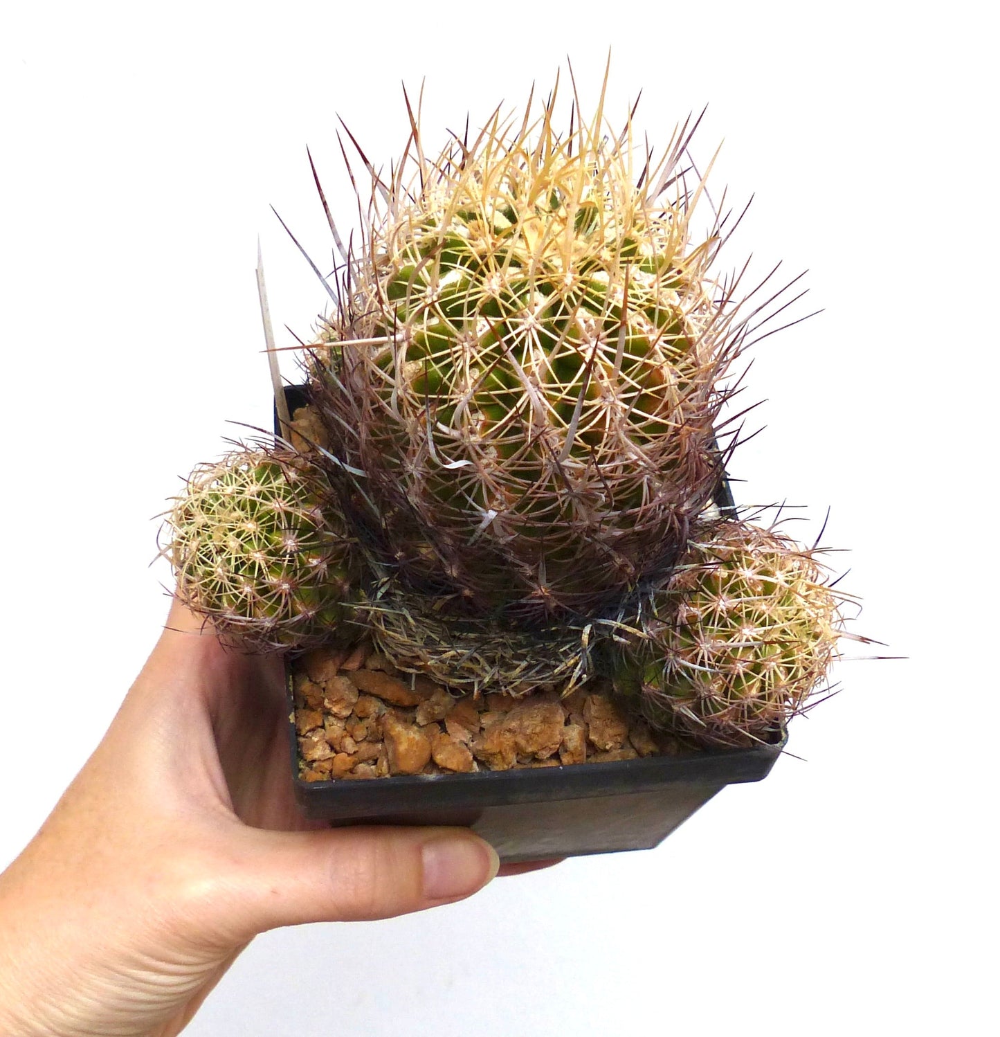 Thelocactus schwarzii cactus with dense spines in small black pot held by hand