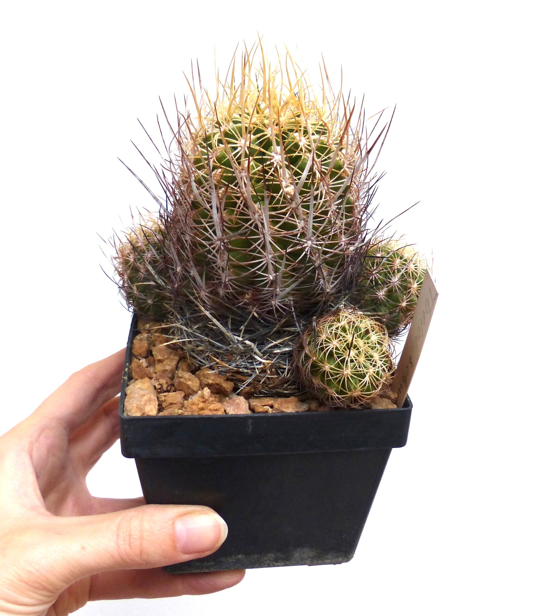 Thelocactus schwarzii cluster with long yellow and brown spines in black nursery pot