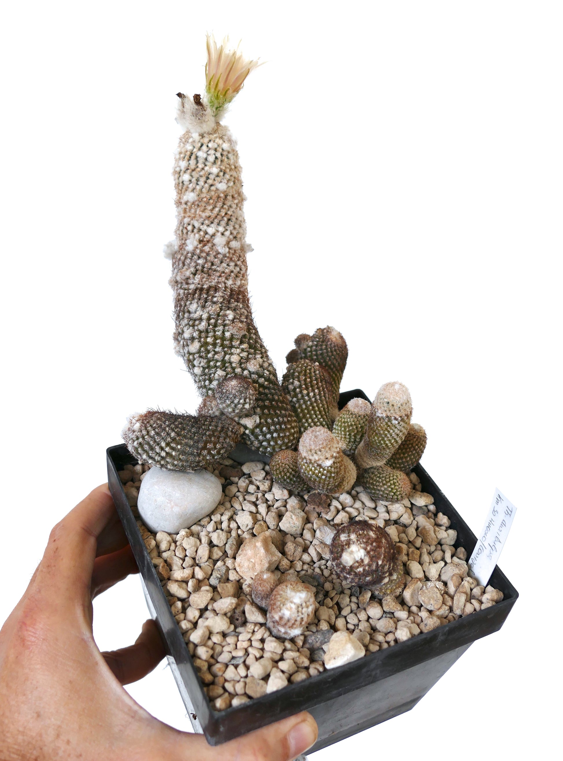 Thelocephala duripulpa rare cactus with elongated stems and white woolly areoles in black pot