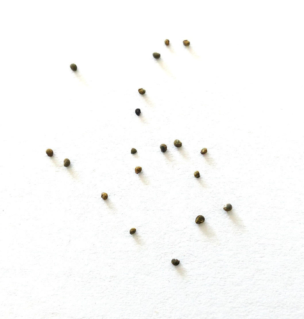 Semi di piccolo cactus Thelocephala esmeraldana sparsi su sfondo bianco