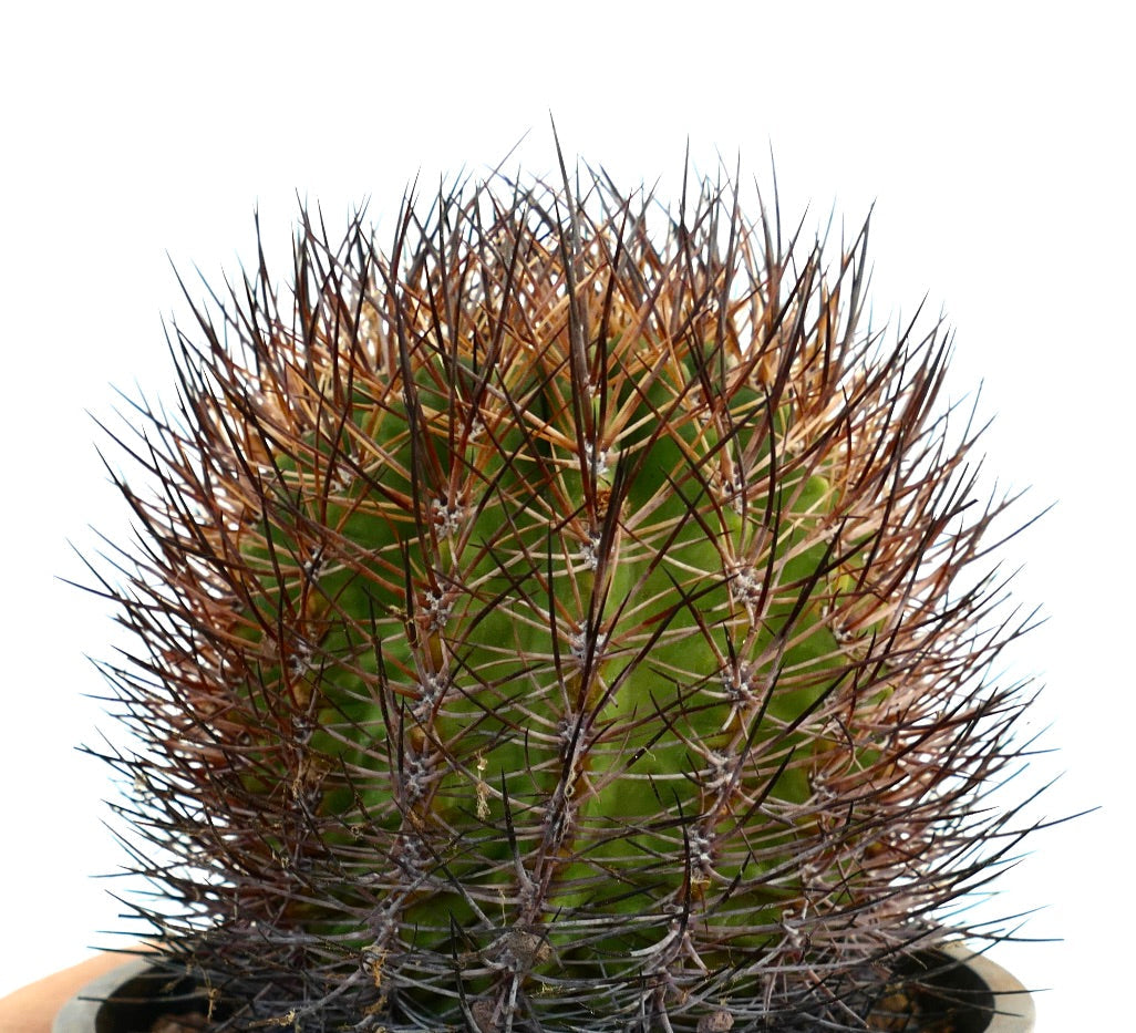 Thelocephala esmeraldana rare cactus with dense brown and black spines in pot