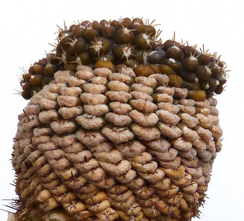 Thelocephala fankhauseri raro cactus succulento con tubercoli densi e piccole spine in primo piano