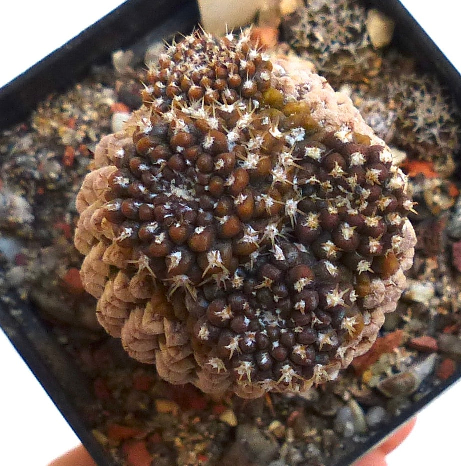 Thelocephala fankhauseri raro cactus succulento con tubercoli marroni raggruppati e piccole spine