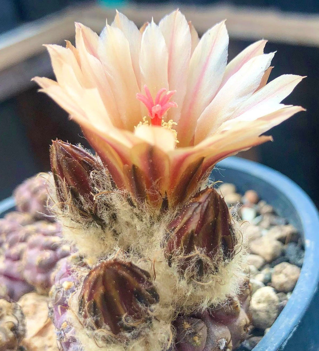Thelocephala fulva flowering succulent cactus with fuzzy buds in pot