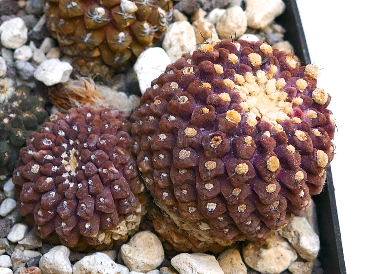 Thelocephala glabrescens raro cactus succulento con tubercoli porpora-marroni testurizzati e piccole spine