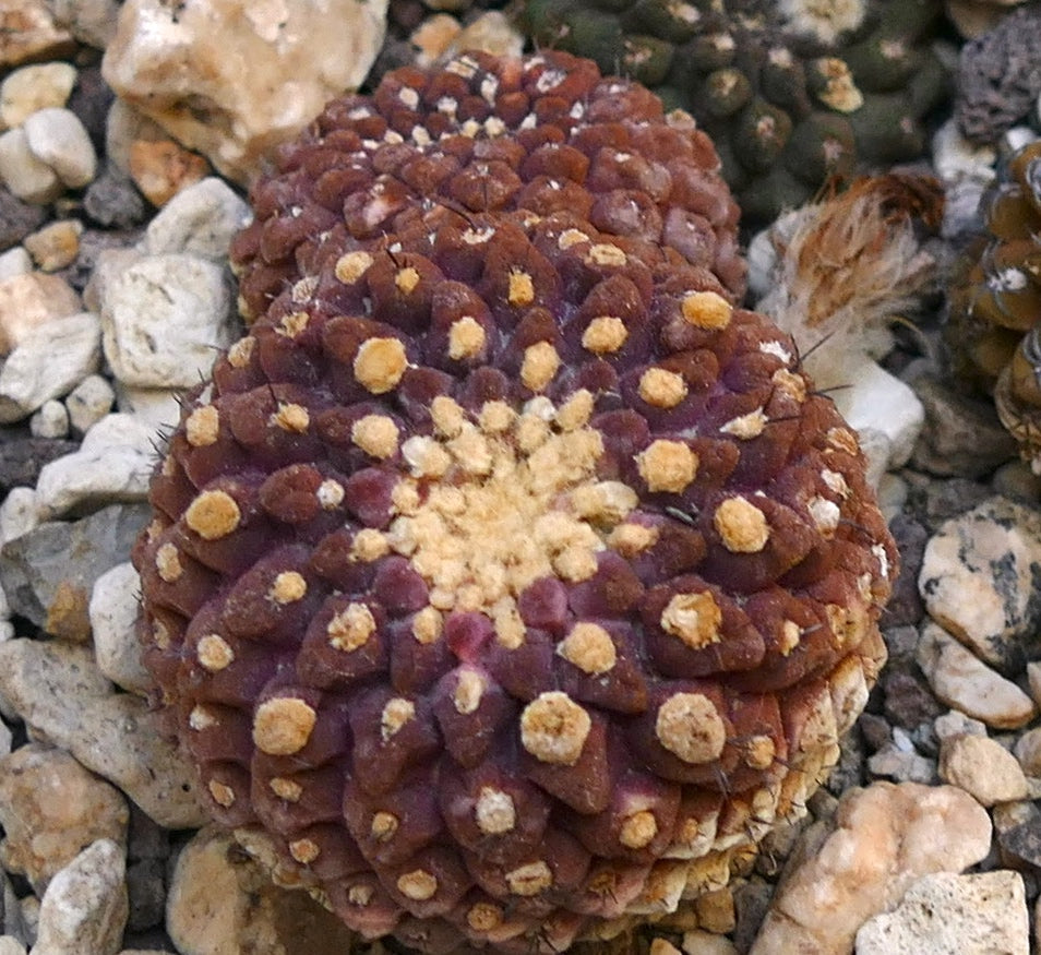 Thelocephala glabrescens raro cactus succulento con tubercoli rossastri e areole gialle su terreno roccioso