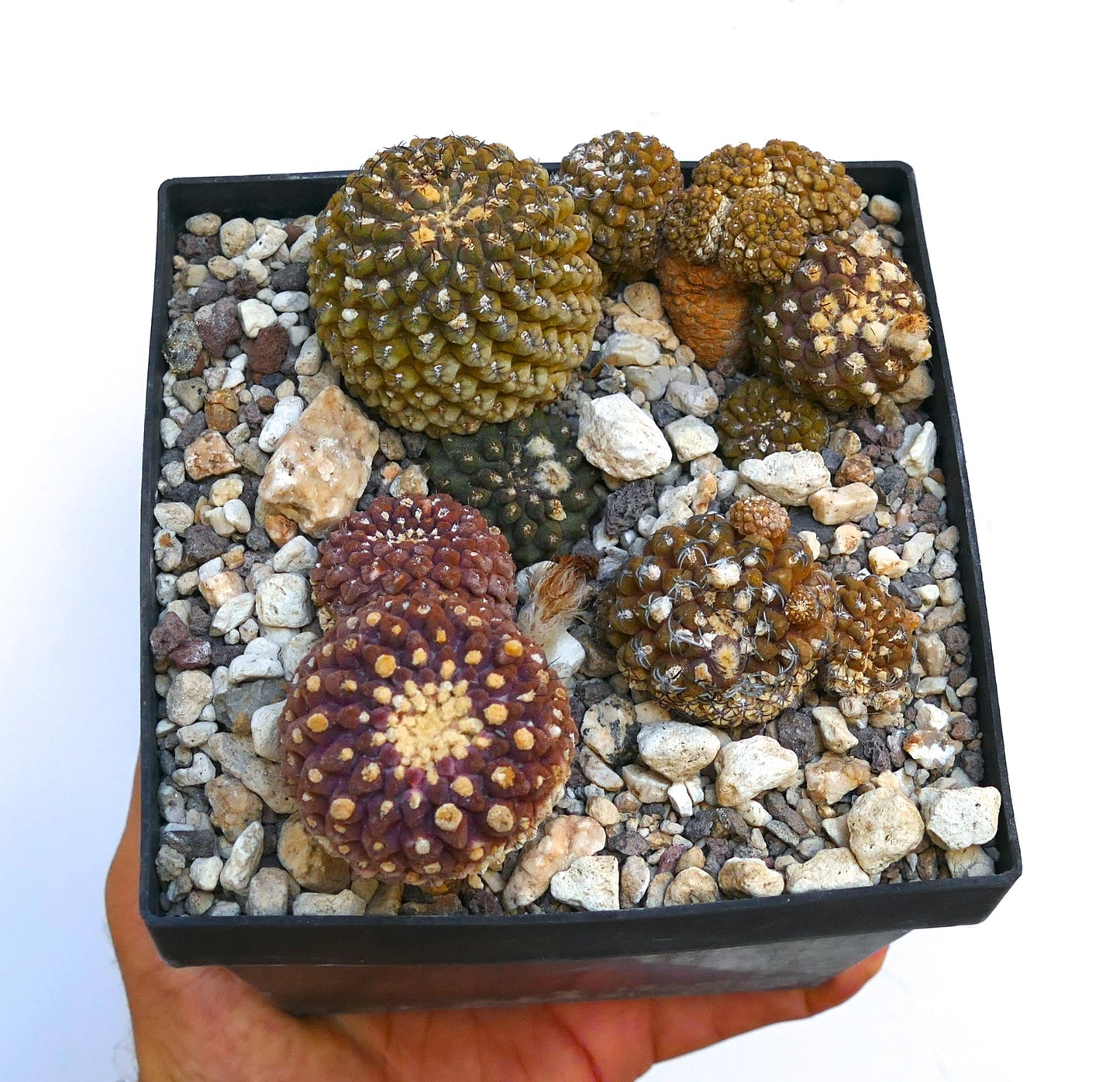 Gruppo di cactus succulenti Thelocephala glabrescens con steli testurizzati di colore marrone e verde in vaso