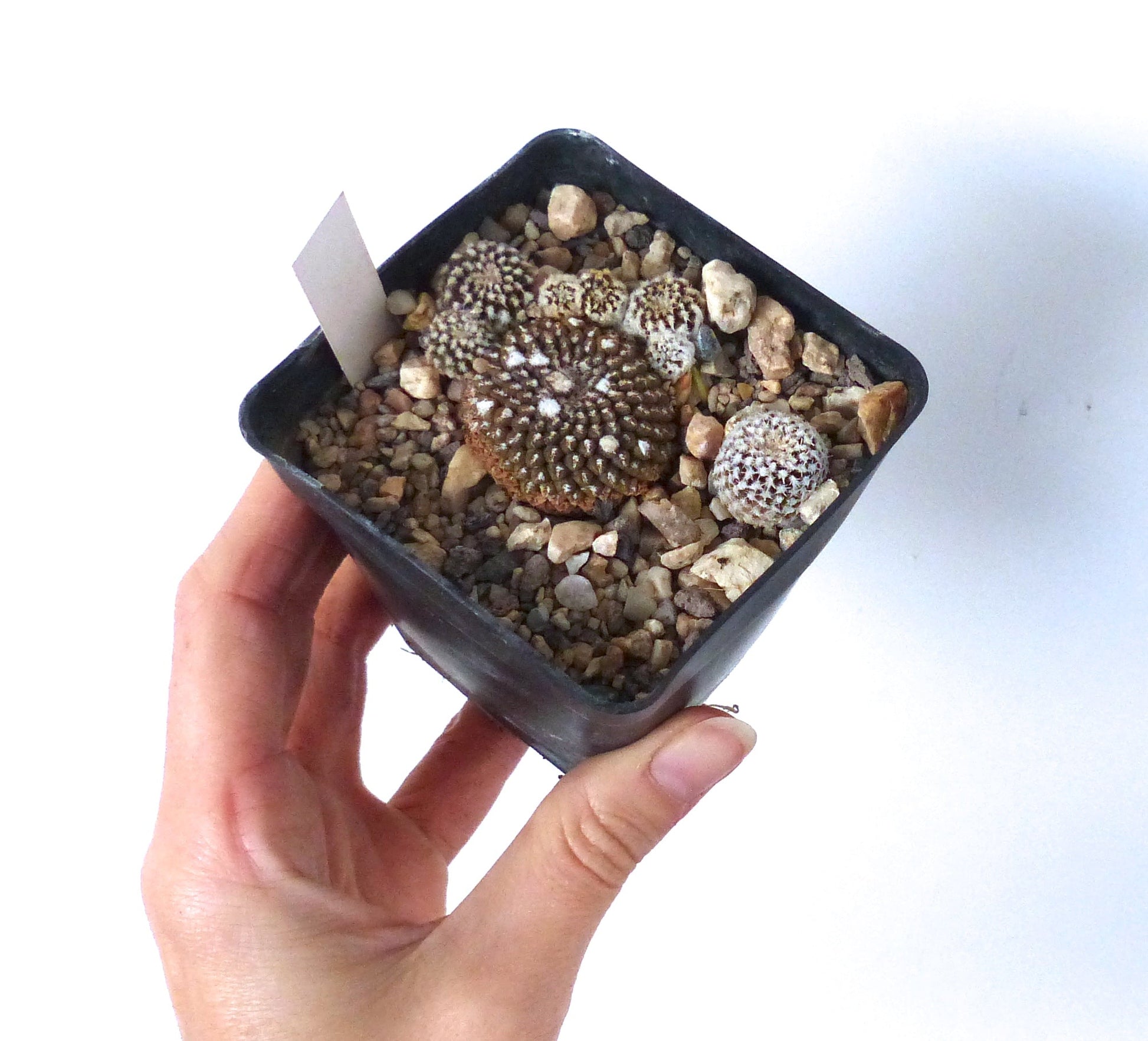 Thelocephala krausii small cluster of rare succulent cactus with white spines in black pot