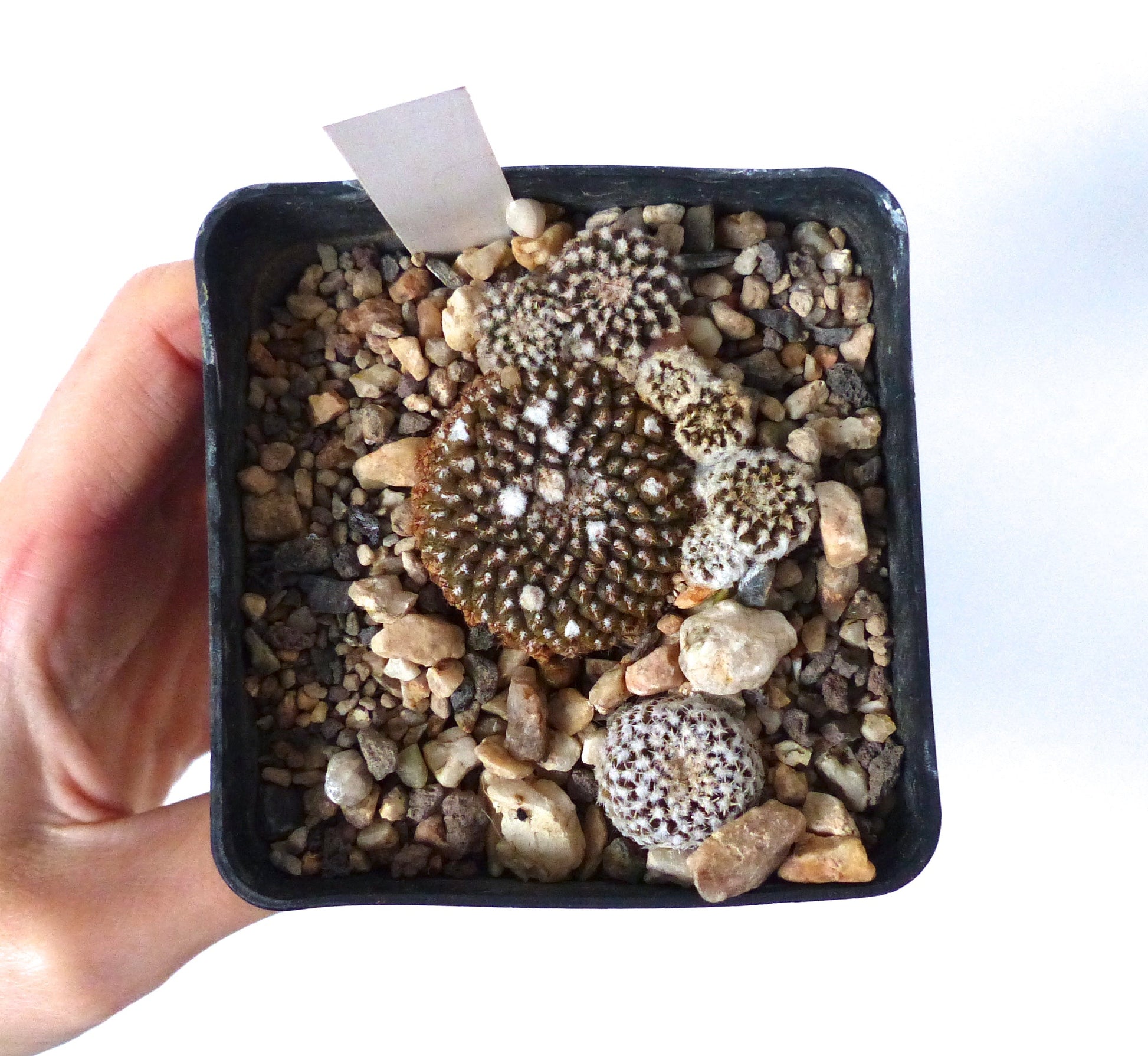 Thelocephala krausii small cluster of rare succulent cactus with white spines in black pot