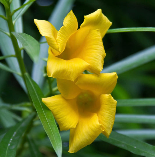 Thevetia peruviana 15-20cm | Yellow oleander | Lucky nut