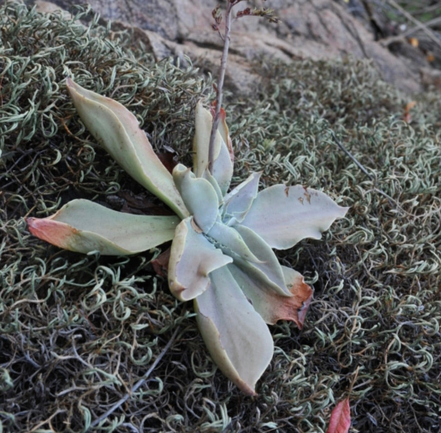 Thompsonella garcia-mendozae succulenta con foglie ondulate verde chiaro e punte rossastre che cresce sul muschio