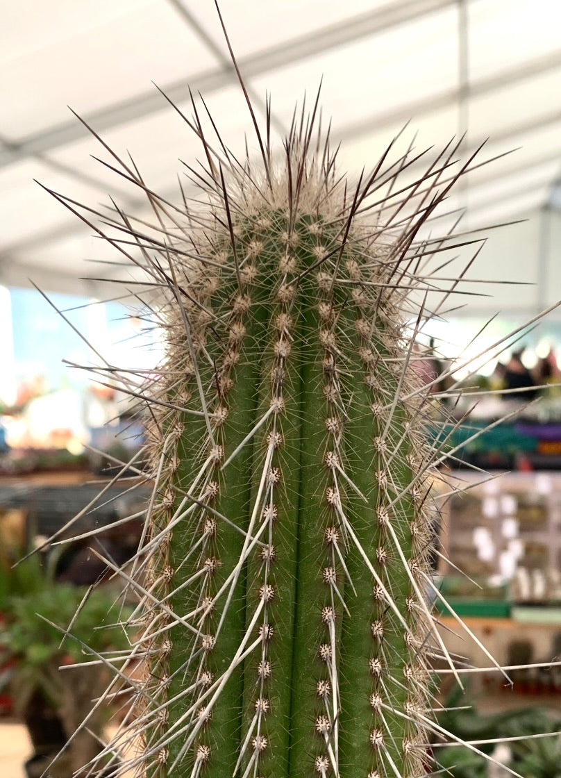 Thrixanthocereus blossfeldiorum alto cactus verde con lunghe spine appuntite dettaglio ravvicinato