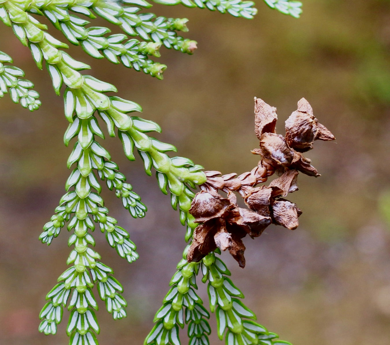 Thujopsis dolabrata with glossy green scale-like leaves and mature brown seed cones close-up