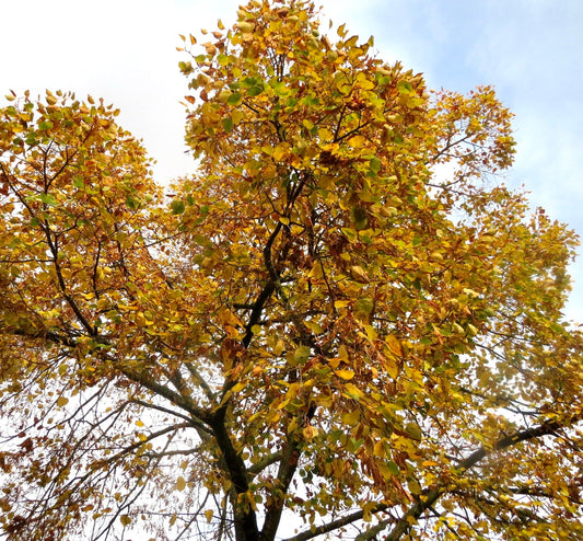 Tilia cordata tree with dense yellow autumn foliage and spreading branches against sky