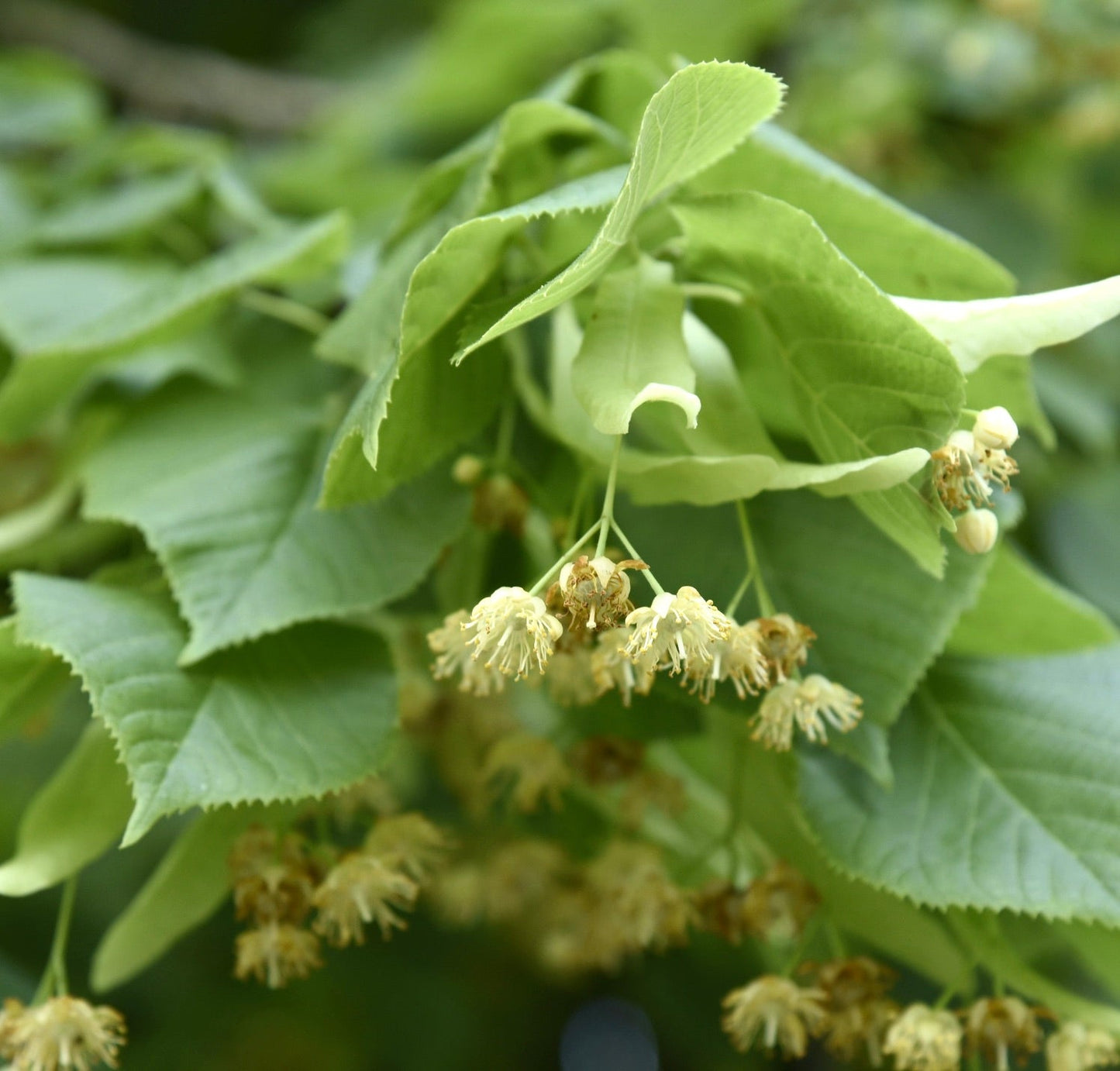 Tilia platyphyllos delicate pale yellow flowers with broad serrated green leaves close-up
