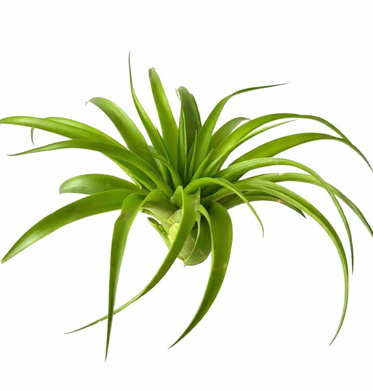 Tillandsia abdita vibrant green air plant with long slender curved leaves and smooth texture