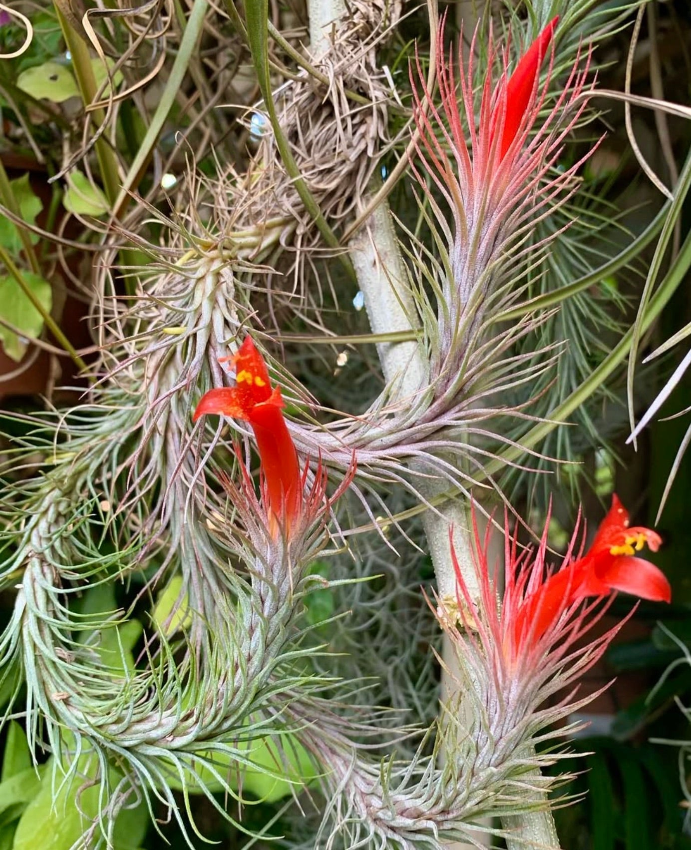Pianta aerea Tillandsia funckiana con foglie sottili grigio-verdi e vivaci fiori tubolari rossi
