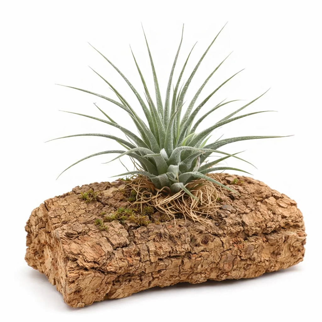 Pianta aerea Tillandsia ionantha con foglie verdi sottili montata su esposizione di corteccia di sughero