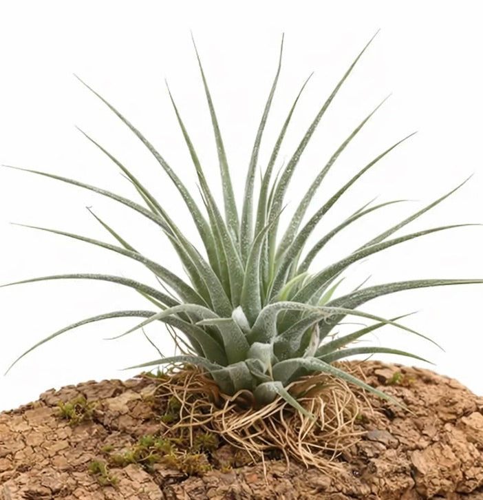 Tillandsia ionantha pianta aerea con foglie verdi sottili e texture pelosa sulla superficie della corteccia