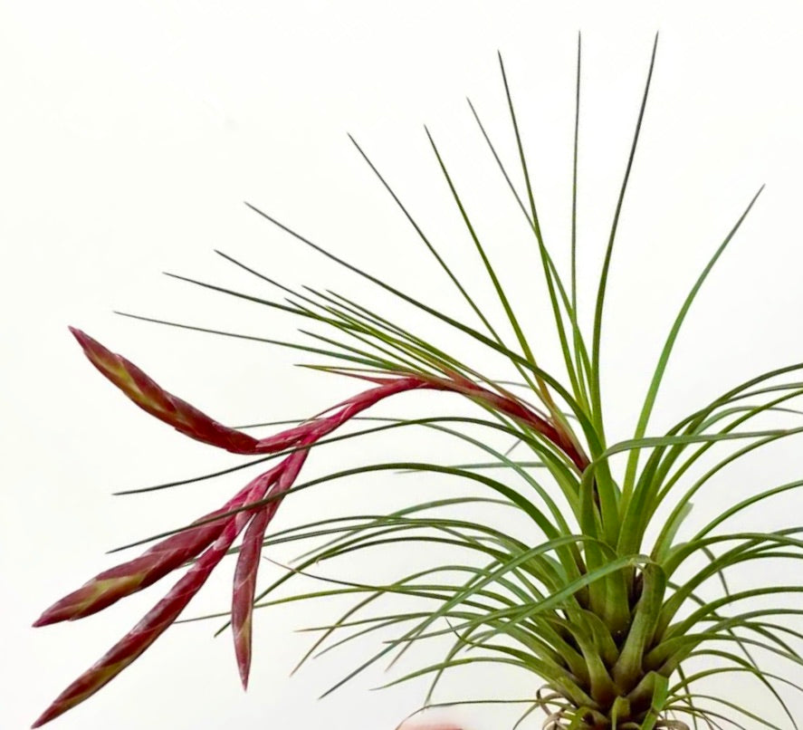 Tillandsia melanocrater pianta aerea con foglie verdi sottili e fiori rossi a spiga