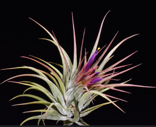 Tillandsia scaposa 5-10cm | Pianta aerea | Pianta del cielo