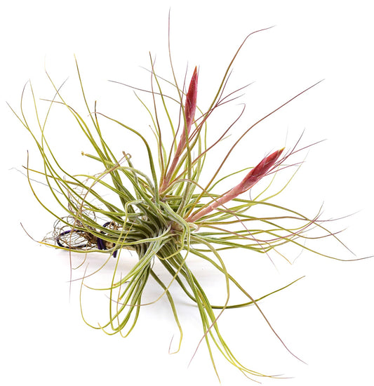 Tillandsia schiedeana | Air plant