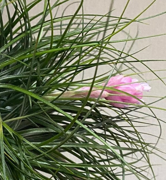 Tillandsia stricta | Air plant | Strict tillandsia
