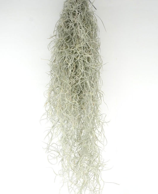 Tillandsia usneoides delicate hanging silvery-gray Spanish moss strands