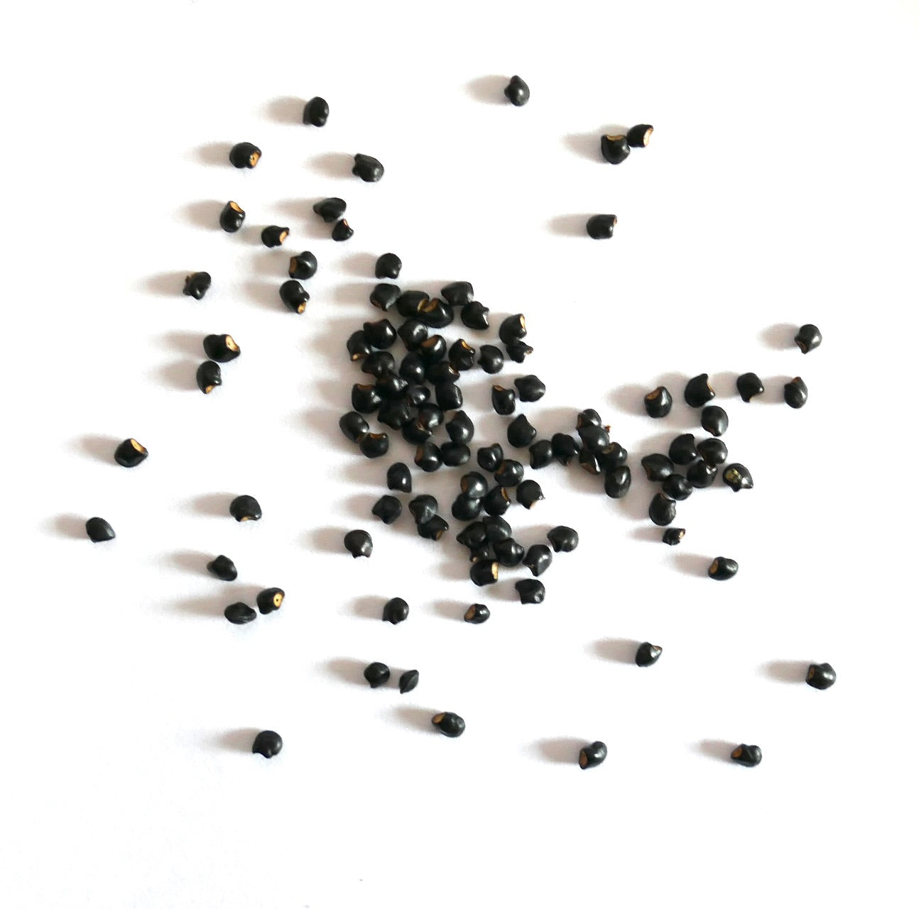Semi neri di Toumeya papyracantha sparsi su sfondo bianco per la propagazione di succulente