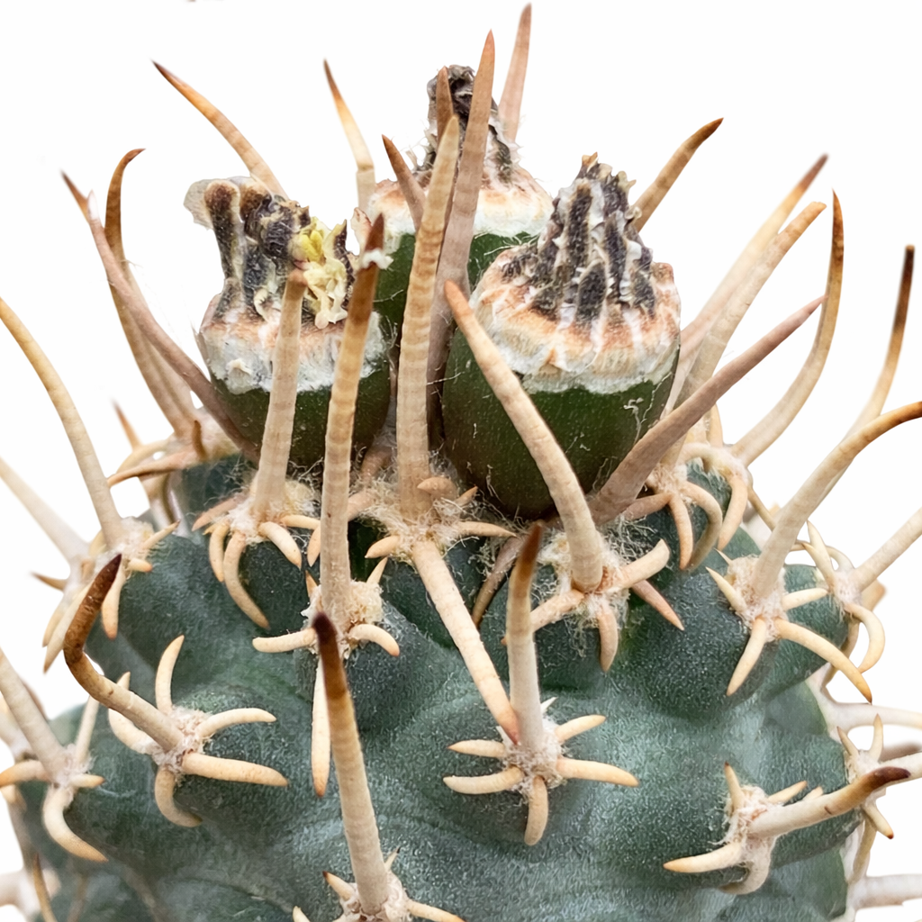 Cactus Toumeya papyracantha con lunghe spine beige e corpo verde dalla texture dettagliata, in primo piano