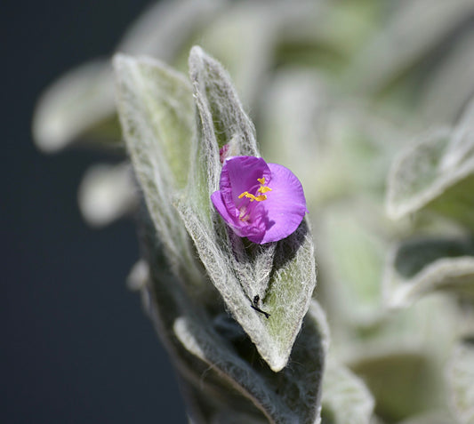 Tradescantia sillamontana | White velvet | Cobweb spiderwort