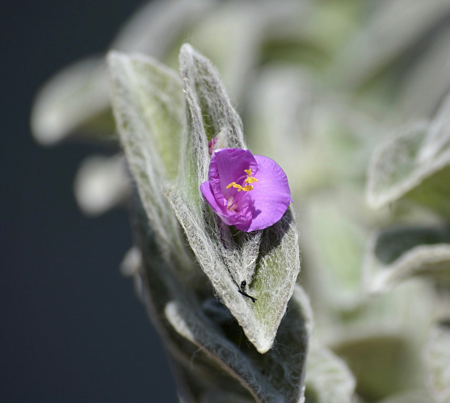 Tradescantia sillamontana foglie pelose argento con piccolo fiore viola vibrante in primo piano
