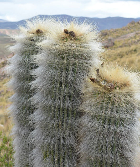 Trichocereus bertramianus tall hairy cactus with dense white spines and yellowish tops in natural habitat