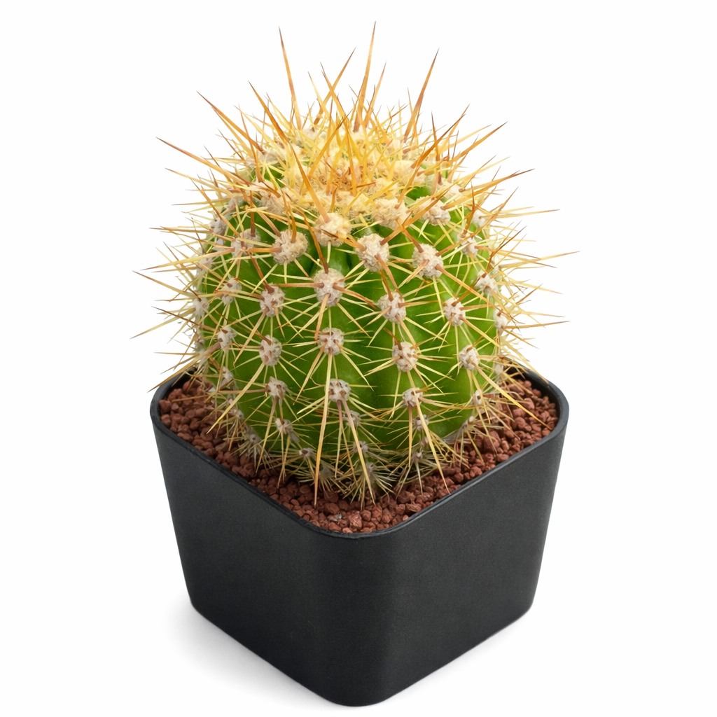 Trichocereus boliviensis piccolo cactus rotondo con spine gialle in vaso nero