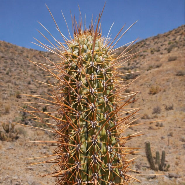 Trichocereus chilensis var. borealis tall cactus with long orange spines in desert environment
