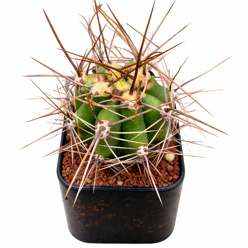 Trichocereus escayachensis cactus with long brown spines in small black pot