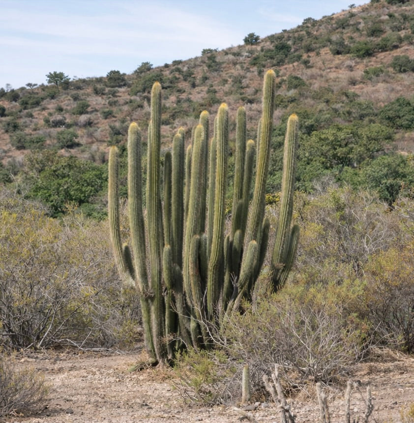 Trichocereus leucostele tall columnar cactus with ribbed green stems in desert landscape